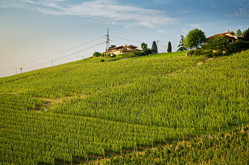 Cantina del Pino